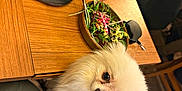Chanel participe au concours pour gagner de l'argent avec cette photo : dog, pomeranian, white_fur, pet, table, salad, fondue_pot, wooden_table, chair, indoor, food, meal, dining, cute, small_dog, curious, furry, companion, domestic_animal, waiting