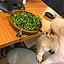 Chanel a rejoint le concours — aidez-le/la à gagner de superbes lots ! dog, white_dog, salad, bowl, wooden_table, fork, knife, person, striped_pants, paws, indoor, food, green_leaves, fresh_salad, tableware, waiting, pet, cute, curious, companion