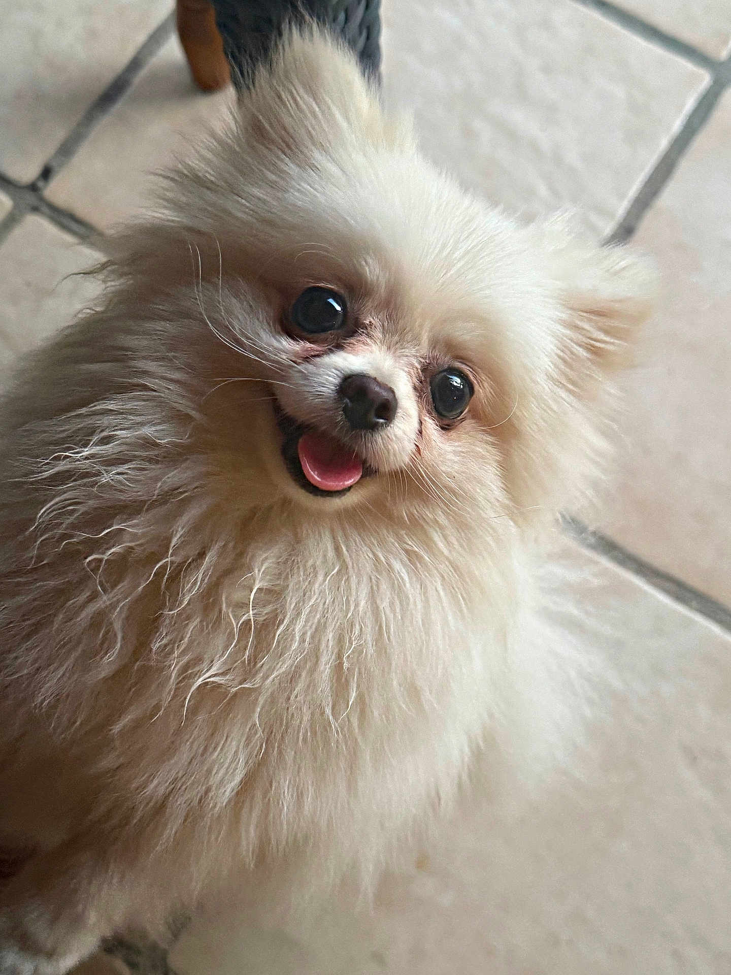 Chanel a rejoint le concours — aidez-le/la à gagner de superbes lots ! dog, pomeranian, fluffy, white, pet, animal, cute, happy, tongue, fur, indoors, floor, tile, small, companion, friendly, looking_up, smiling, domestic_animal, adorable