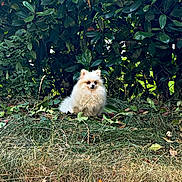 Chanel a rejoint le concours — aidez-le/la à gagner de superbes lots ! dog, pomeranian, fluffy, grass, leaves, greenery, outdoor, nature, pet, small_dog, fence, foliage, animal, cute, sitting, fur, daylight, garden, plant, shrub