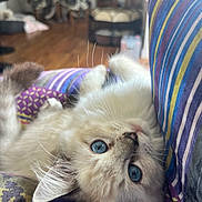 Oscar joined the competition — help win amazing prizes! kitten, cat, blue_eyes, fluffy, lying_down, striped_fabric, patterned_fabric, indoor, cozy, wooden_floor, furniture, whiskers, close_up, pet, cute, young_cat, soft_light, relaxing, domestic_animal, curious