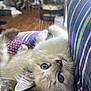 kitten, cat, blue_eyes, fluffy, lying_down, striped_fabric, patterned_fabric, indoor, cozy, wooden_floor, furniture, whiskers, close_up, pet, cute, young_cat, soft_light, relaxing, domestic_animal, curious