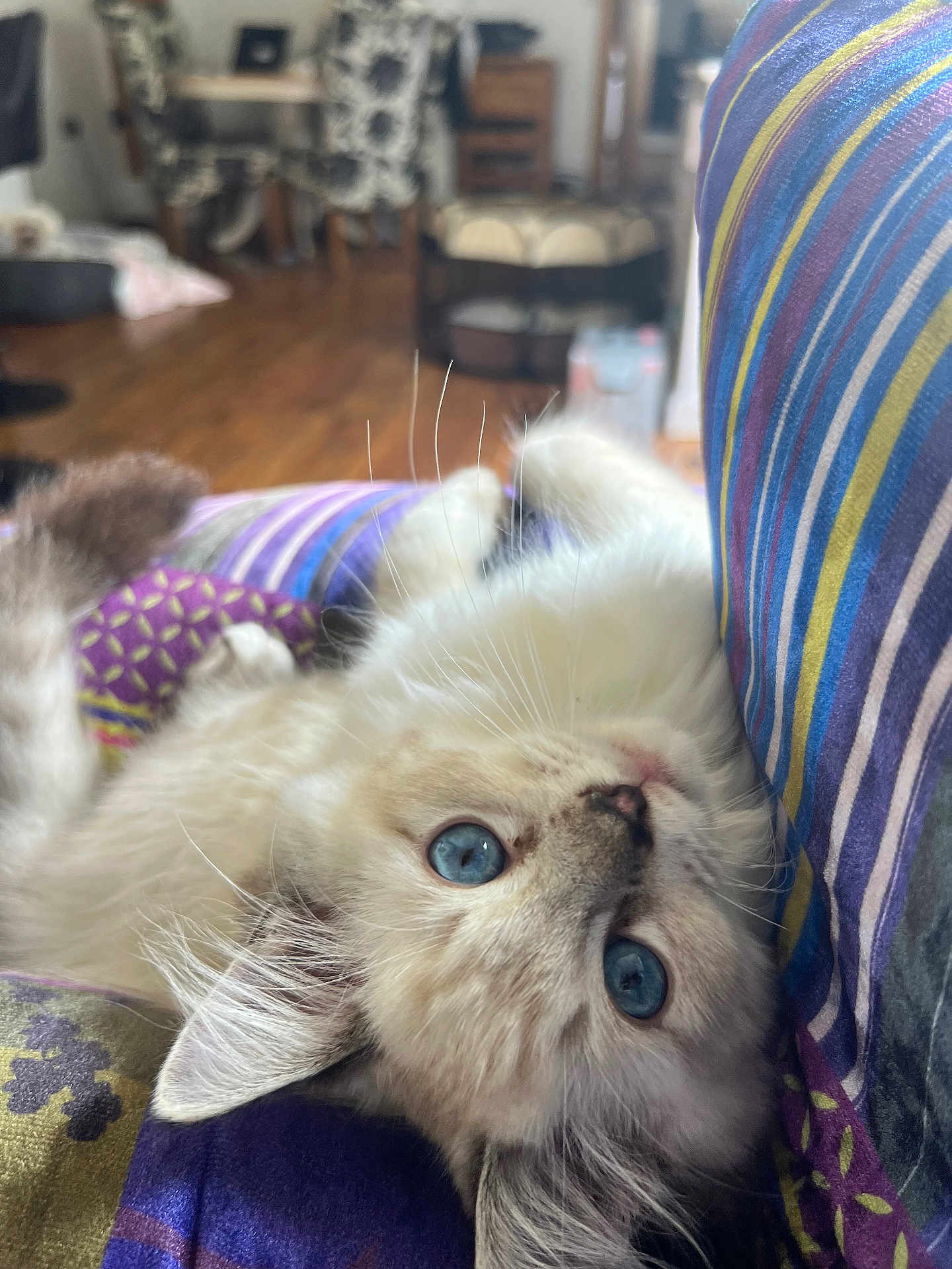 Oscar joined the competition — help win amazing prizes! kitten, cat, blue_eyes, fluffy, lying_down, striped_fabric, patterned_fabric, indoor, cozy, wooden_floor, furniture, whiskers, close_up, pet, cute, young_cat, soft_light, relaxing, domestic_animal, curious