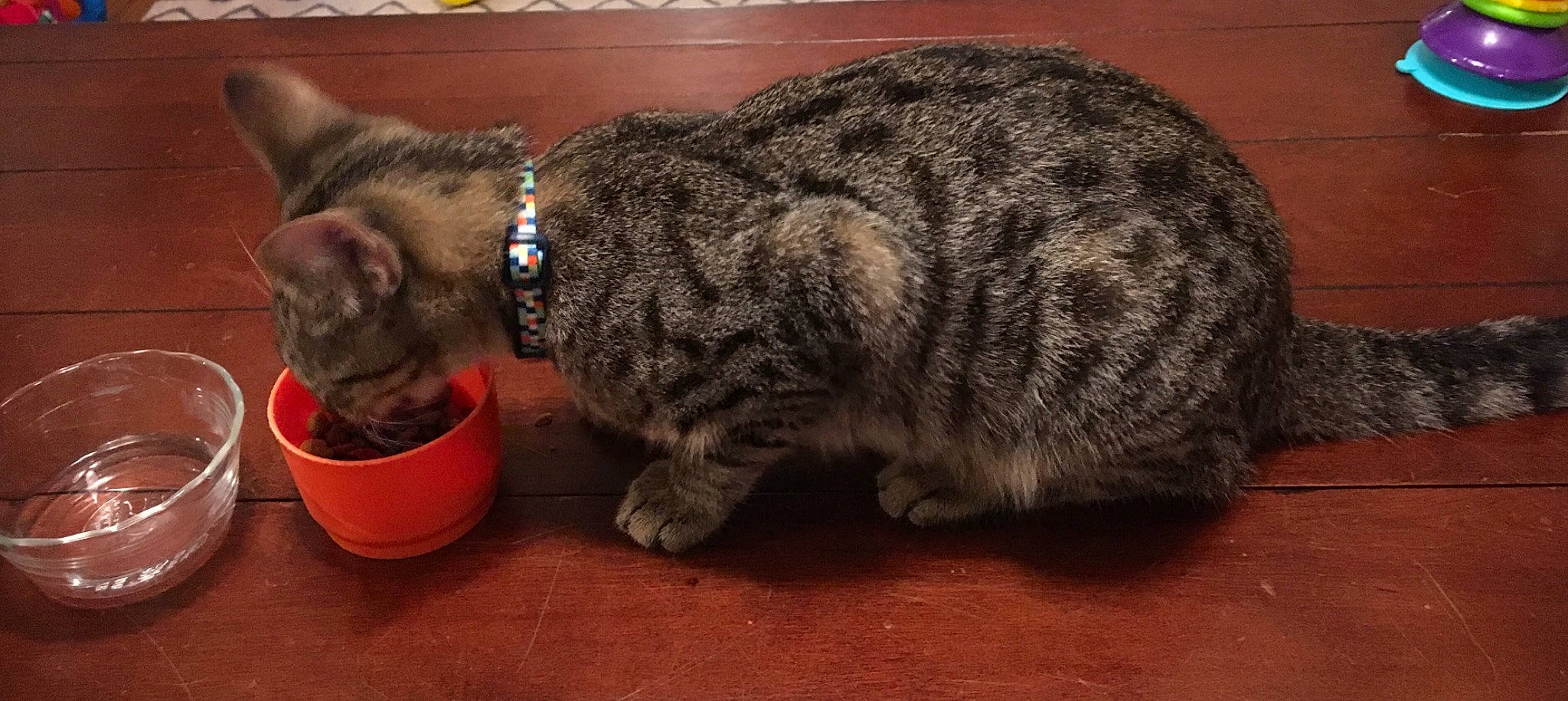 Loki joined the competition — help win amazing prizes! carnivore, cat, cat_supply, claw, comfort, domestic_short_haired_cat, felidae, flooring, fur, grass, nap, paw, sleep, small_to_medium_sized_cats, snout, tail, terrestrial_animal, whiskers, wildlife