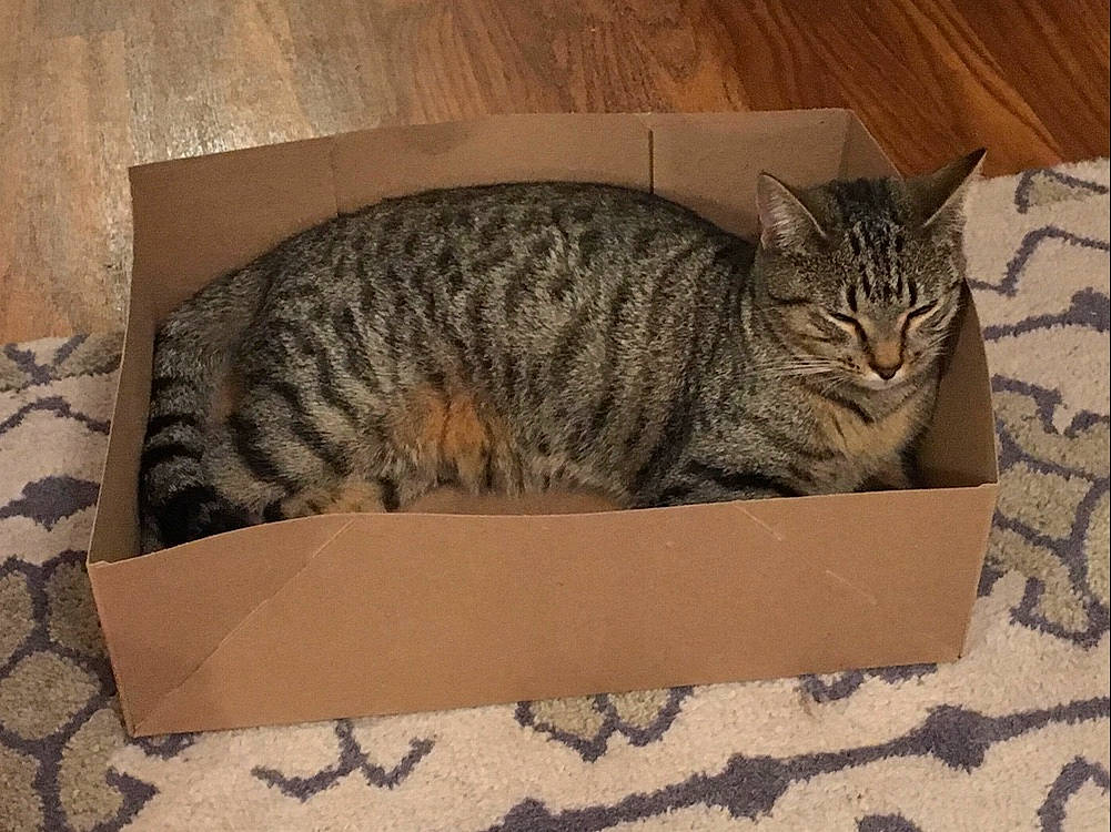 Loki joined the competition — help win amazing prizes! art, carnivore, cat, cat_supply, domestic_short_haired_cat, felidae, fur, military_camouflage, pattern, paw, rectangle, small_to_medium_sized_cats, snout, tail, terrestrial_animal, whiskers, wood