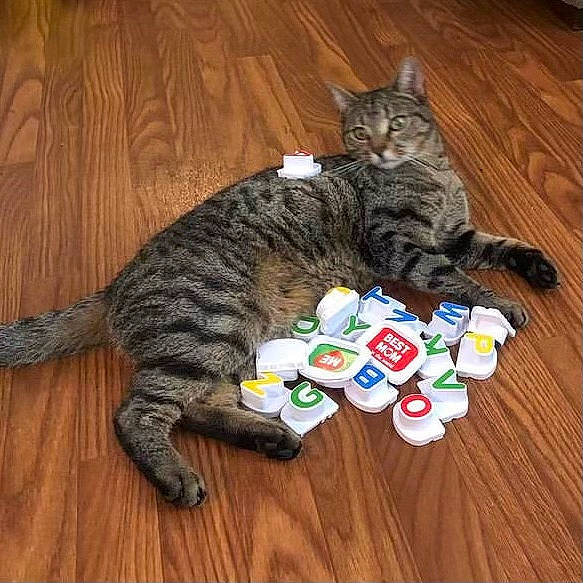 Loki joined the competition — help win amazing prizes! carnivore, cat, cat_toy, domestic_short_haired_cat, felidae, floor, flooring, fur, hardwood, laminate_flooring, mammal, paw, small_to_medium_sized_cats, snout, tail, vertebrate, whiskers, wood, wood_flooring, wood_stain