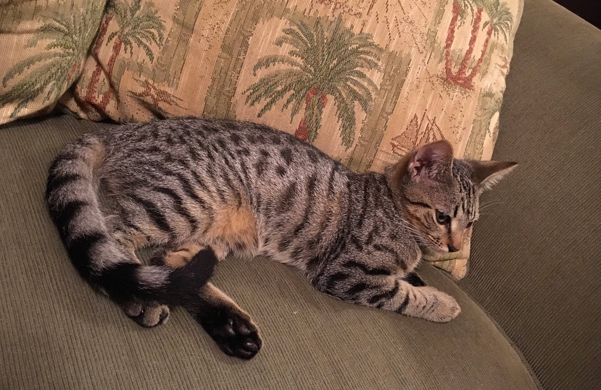 Loki is registered to the contest to win money with this photo: art, carnivore, cat, claw, comfort, domestic_short_haired_cat, eye, felidae, flooring, fur, grey, paw, sitting, small_to_medium_sized_cats, snout, tail, terrestrial_animal, whiskers, wildlife, wood