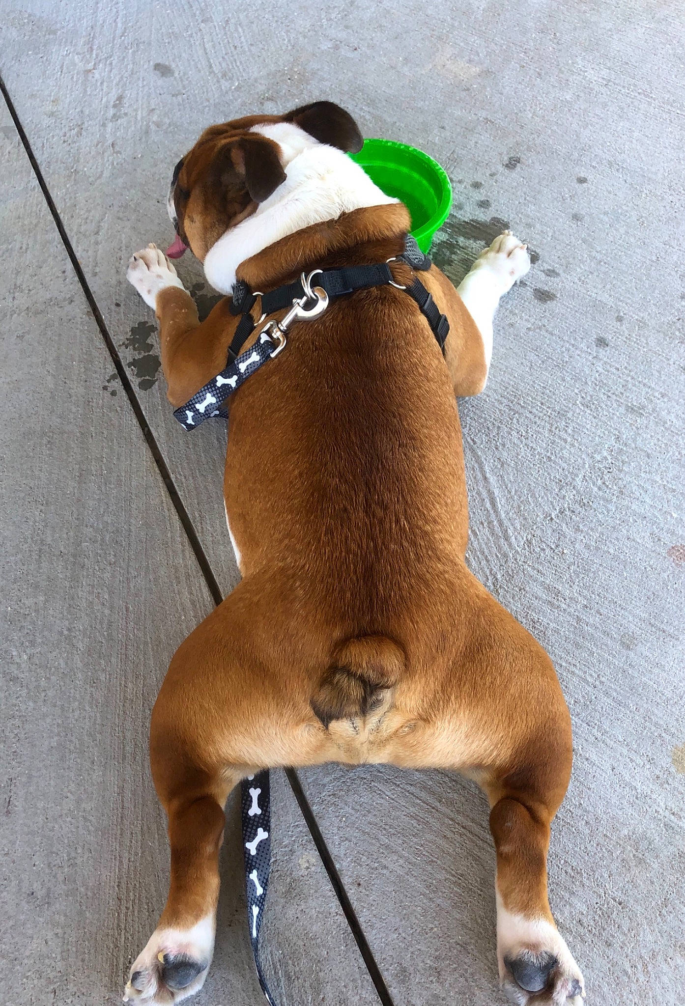 Tj is registered to the contest to win money with this photo: carnivore, collar, companion_dog, dog, dog_breed, dog_collar, dog_supply, eyewear, fashion_accessory, fawn, foot, human_leg, leash, liver, pet_supply, snout, sunglasses, tail, thigh, working_animal