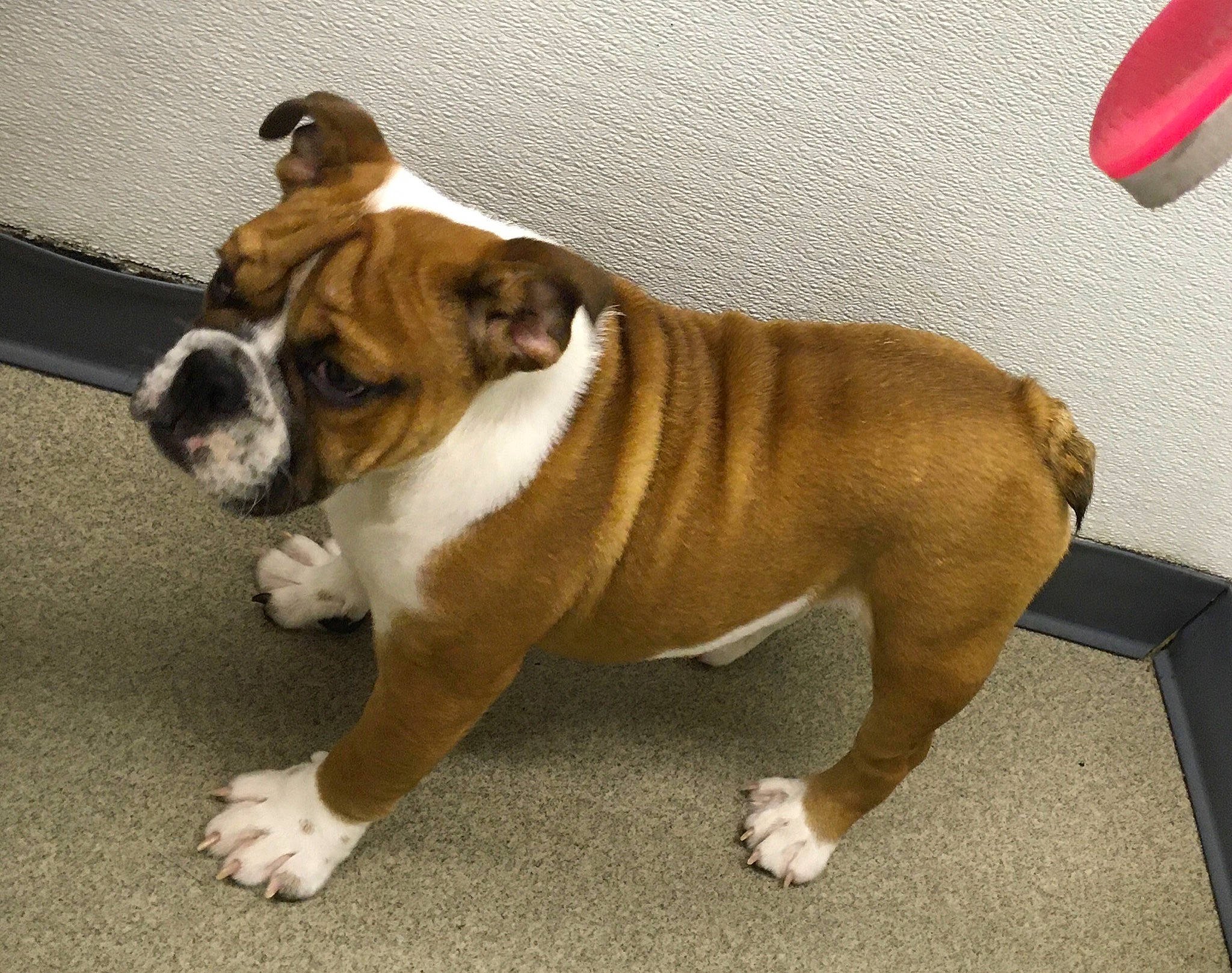 Tj joined the competition — help win amazing prizes! ancient_dog_breeds, bored, bulldog, canidae, carnivore, collar, companion_dog, dog, dog_breed, dog_collar, fawn, grass, snout, sporting_group, terrestrial_animal, whiskers, window, working_animal, working_dog, wrinkle