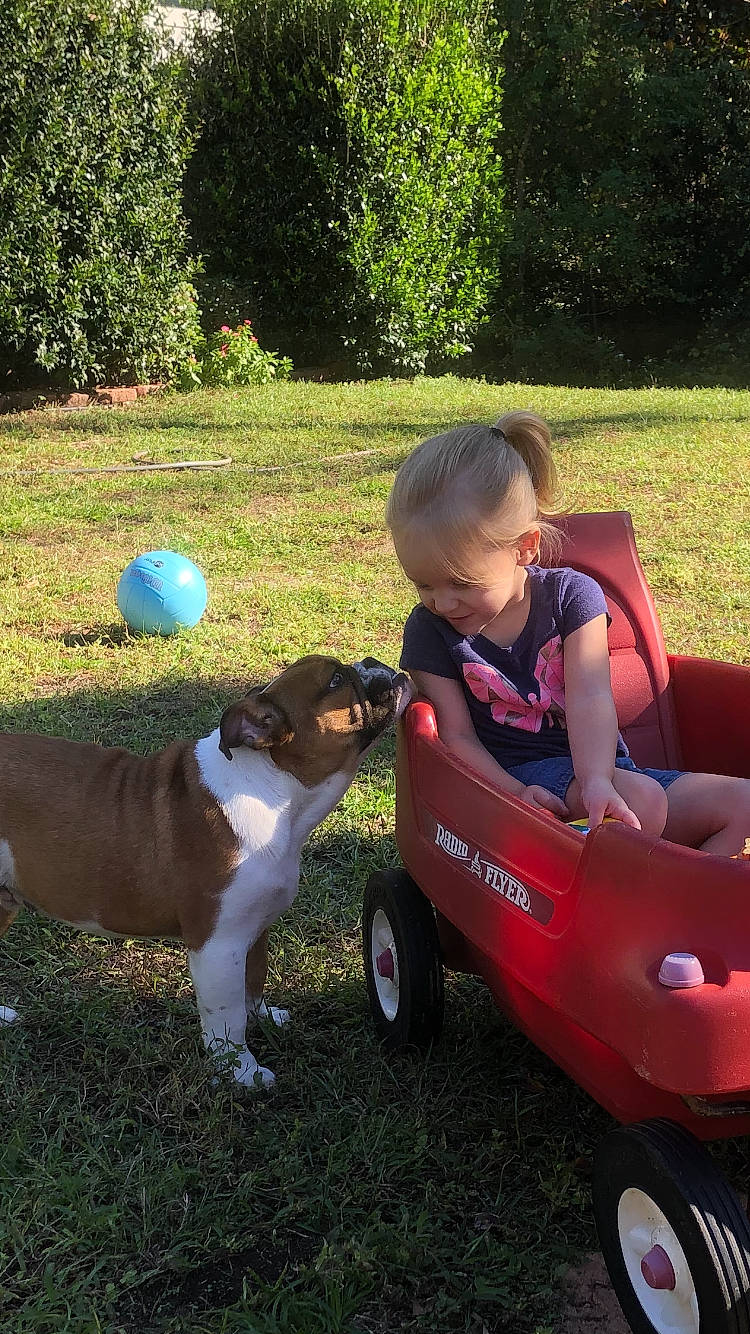 Tj joined the competition — help win amazing prizes! carnivore, companion_dog, dog, dog_breed, fawn, fun, grass, lawn, leisure, mammal, motor_vehicle, people_in_nature, plant, recreation, riding_toy, tire, toddler, tree, vehicle, wheel