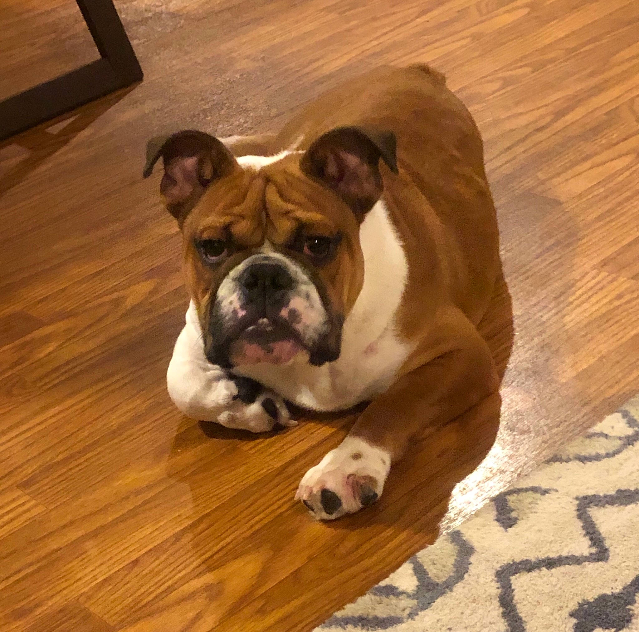 Tj joined the competition — help win amazing prizes! bulldog, carnivore, comfort, companion_dog, dog, dog_breed, fawn, floor, flooring, hardwood, laminate_flooring, snout, sporting_group, varnish, whiskers, window, wood, wood_flooring, wood_stain, wrinkle