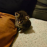 Tigrou participe au concours pour gagner de l'argent avec cette photo : kitten, cat, animal, pet, cute, feline, small, indoor, blanket, pillow, couch, brown, black, fur, young, curious, cozy, texture, resting, soft