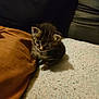 kitten, cat, animal, pet, cute, feline, small, indoor, blanket, pillow, couch, brown, black, fur, young, curious, cozy, texture, resting, soft