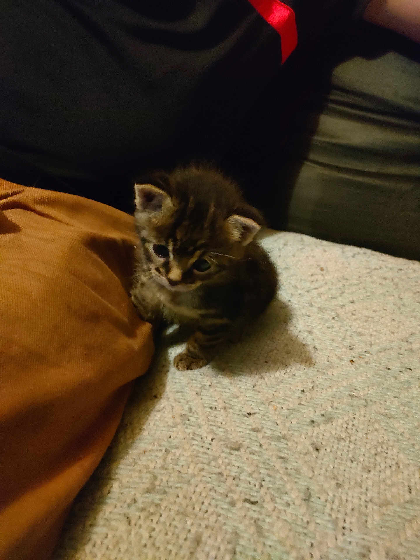 Tigrou participe au concours pour gagner de l'argent avec cette photo : kitten, cat, animal, pet, cute, feline, small, indoor, blanket, pillow, couch, brown, black, fur, young, curious, cozy, texture, resting, soft