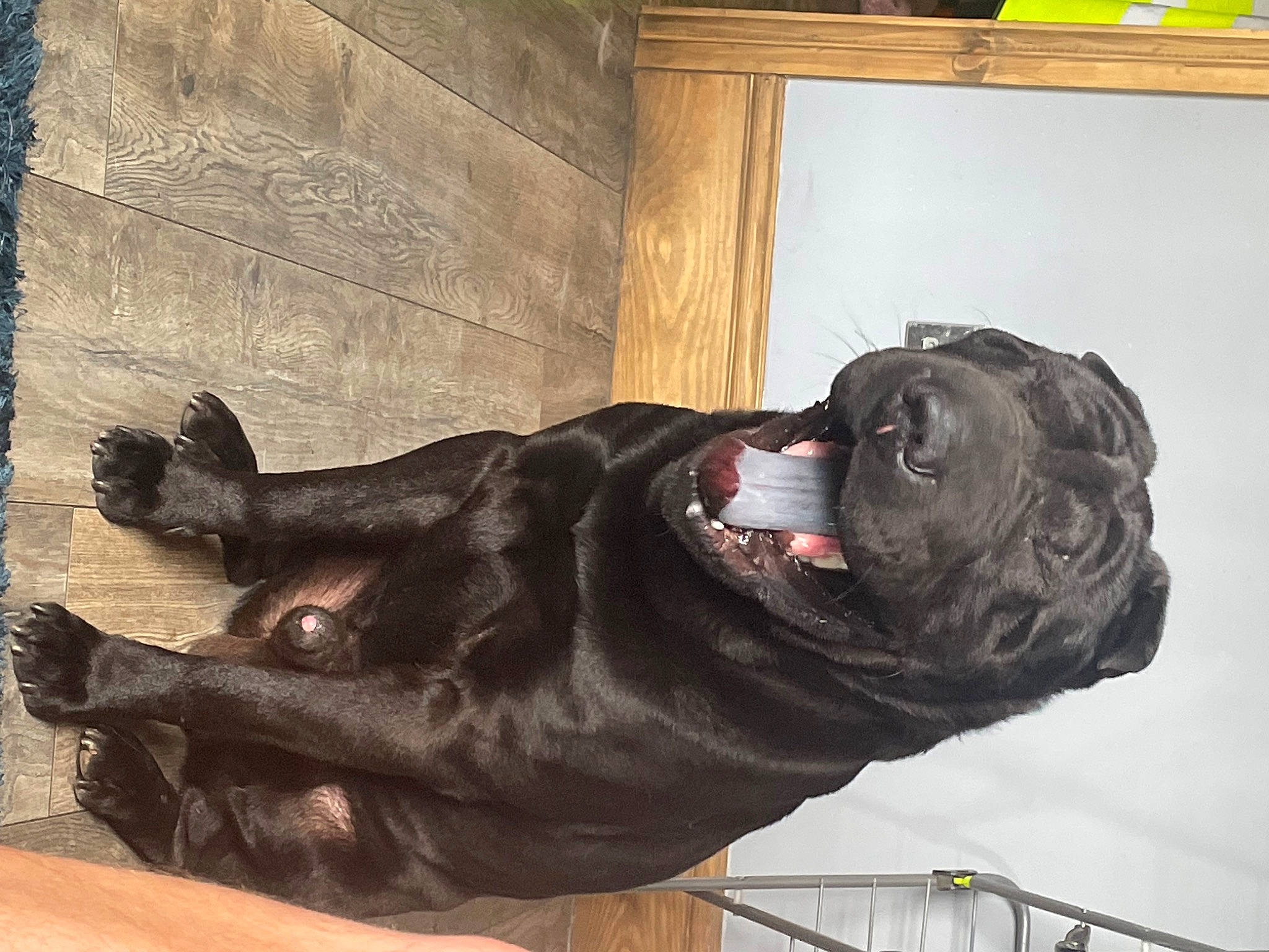 Dexter is registered to the contest to win money with this photo: canidae, carnivore, collar, companion_dog, dog, dog_breed, dog_collar, fawn, fence, fur, guard_dog, liver, metal, sculpture, snout, sporting_group, tail, terrestrial_animal, wood, working_animal