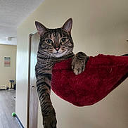 Cole joined the competition — help win amazing prizes! cat, tabby_cat, indoor, hammock, red_fabric, paw, ears, whiskers, relaxed, feline, curious, home, wall, door, floor, light, animal, pet, fur, comfort
