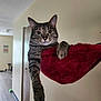 cat, tabby_cat, indoor, hammock, red_fabric, paw, ears, whiskers, relaxed, feline, curious, home, wall, door, floor, light, animal, pet, fur, comfort