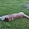 dog, grass, outdoor, pet, animal, canine, lying_down, relaxed, brown_fur, white_paws, tail, nature, sunlight, collar, summer, greenery, mammal, resting, daytime, peaceful