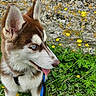 dog, puppy, husky, blue_eyes, tongue_out, wildflowers, yellow_flowers, greenery, grass, outdoor, nature, stone_wall, fur, pet, animal, leash, close_up, portrait, cute, playful
