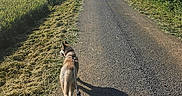 Blue participe au concours pour gagner de l'argent avec cette photo : asphalt, blue_sky, canine, daytime, dog, field, grass, hedge, leash, nature, outdoor, path, pet, road, rural, scenic, shadow, sunny, trees, walking