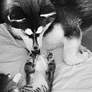 Blue a rejoint le concours — aidez-le/la à gagner de superbes lots ! animal, bed, bedroom, belly_up, black_and_white, cat, companionship, cuddling, cute, dog, fluffy, indoor, kitten, lying_down, monochrome, nose_to_nose, paws, pets, puppy, tabby