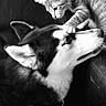 Blue participe au concours pour gagner de l'argent avec cette photo : adorable, affection, animals, black_and_white, cat, closeup, cuddle, dog, fluffy, friendship, funny, husky, indoor, kitten, leather_couch, paw, pets, playful, portrait, sitting
