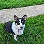 animal, black_and_white, canine, collar, corgi, cute, daylight, dog, ears, friendly, fur, grass, lawn, looking_up, nature, outdoor, pet, sidewalk, sitting, small_dog