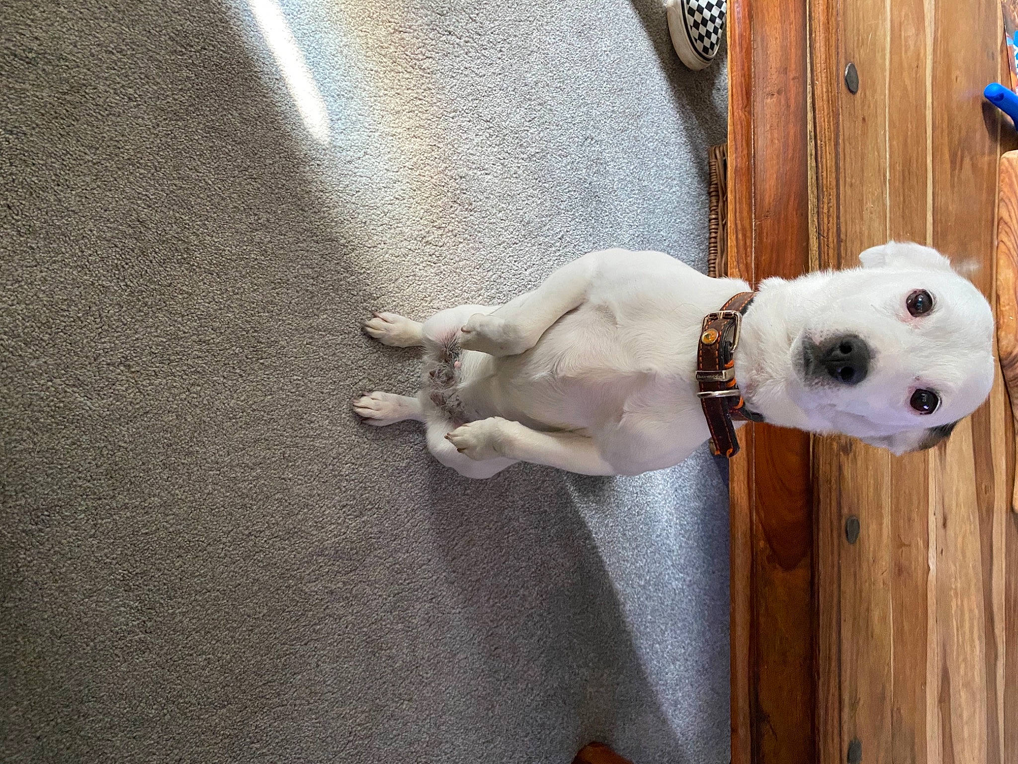 Ruby is registered to the contest to win money with this photo: ball, canidae, carnivore, collar, companion_dog, dog, dog_breed, dog_collar, door, fawn, football, fur, leash, non_sporting_group, snout, sporting_group, tail, toy, wood, working_animal