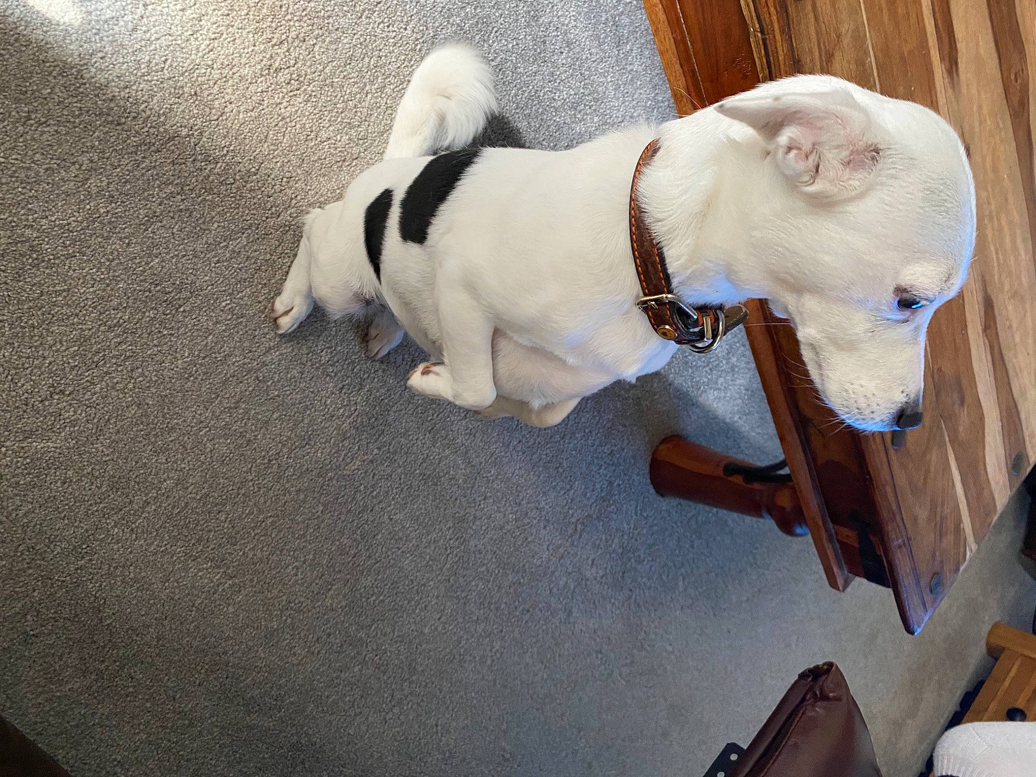 Ruby joined the competition — help win amazing prizes! canidae, carnivore, collar, comfort, companion_dog, dog, dog_breed, dog_collar, dog_supply, fawn, flooring, leash, pet_supply, snout, sporting_group, tail, toy, toy_dog, wood, working_animal