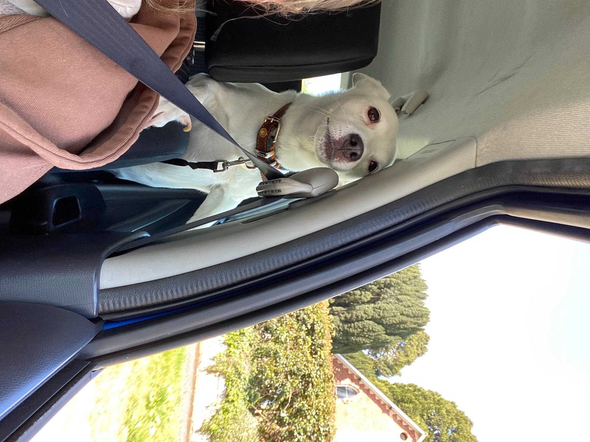 Ruby joined the competition — help win amazing prizes! automotive_design, automotive_exterior, automotive_lighting, automotive_mirror, automotive_tire, bumper, car, fender, grille, hood, motor_vehicle, personal_luxury_car, plant, rim, sky, trunk, vehicle, vehicle_door, window, windscreen_wiper