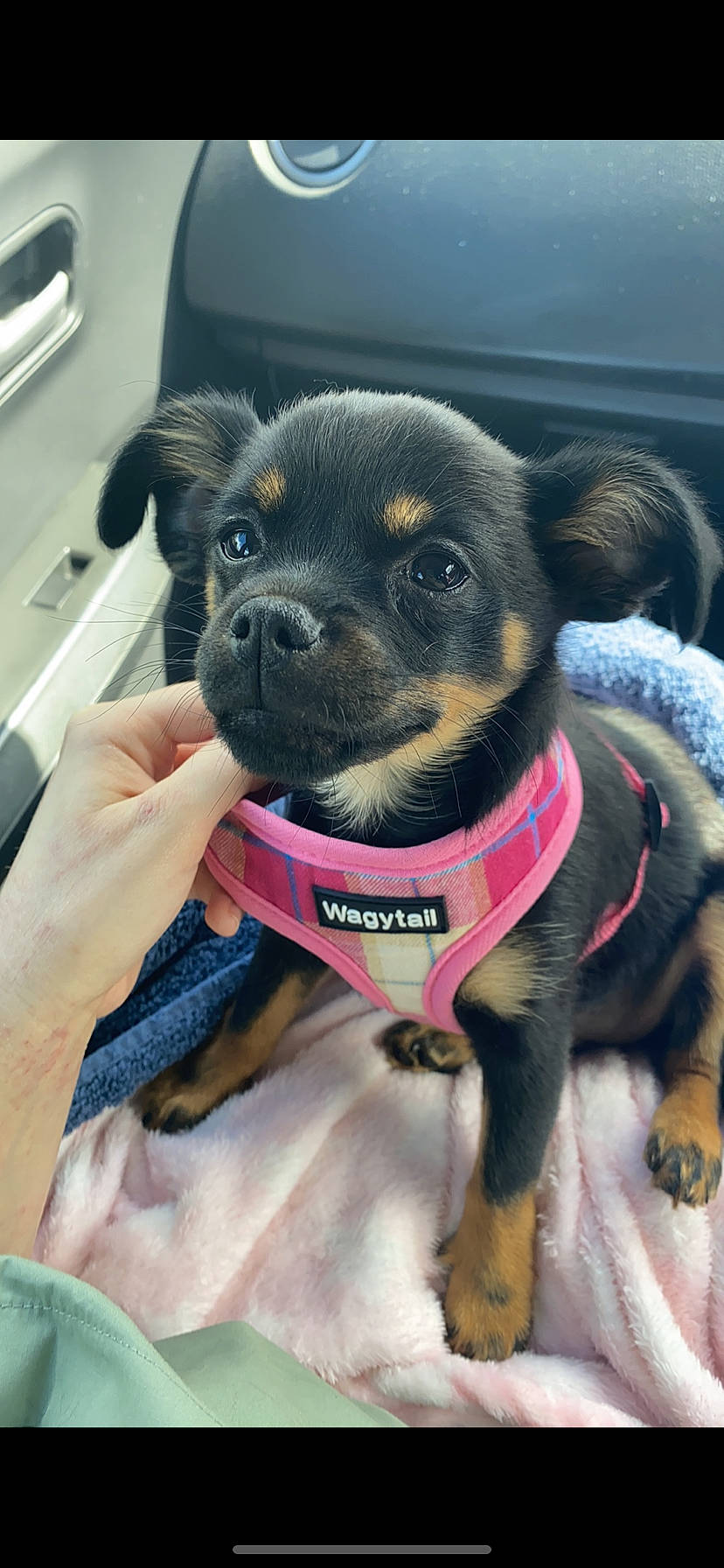 Penny is registered to the contest to win money with this photo: canidae, carnivore, collar, companion_dog, dog, dog_breed, dog_clothes, dog_collar, dog_supply, electric_blue, fawn, fur, leash, pet_supply, snout, sporting_group, stuffed_toy, whiskers, window, working_animal