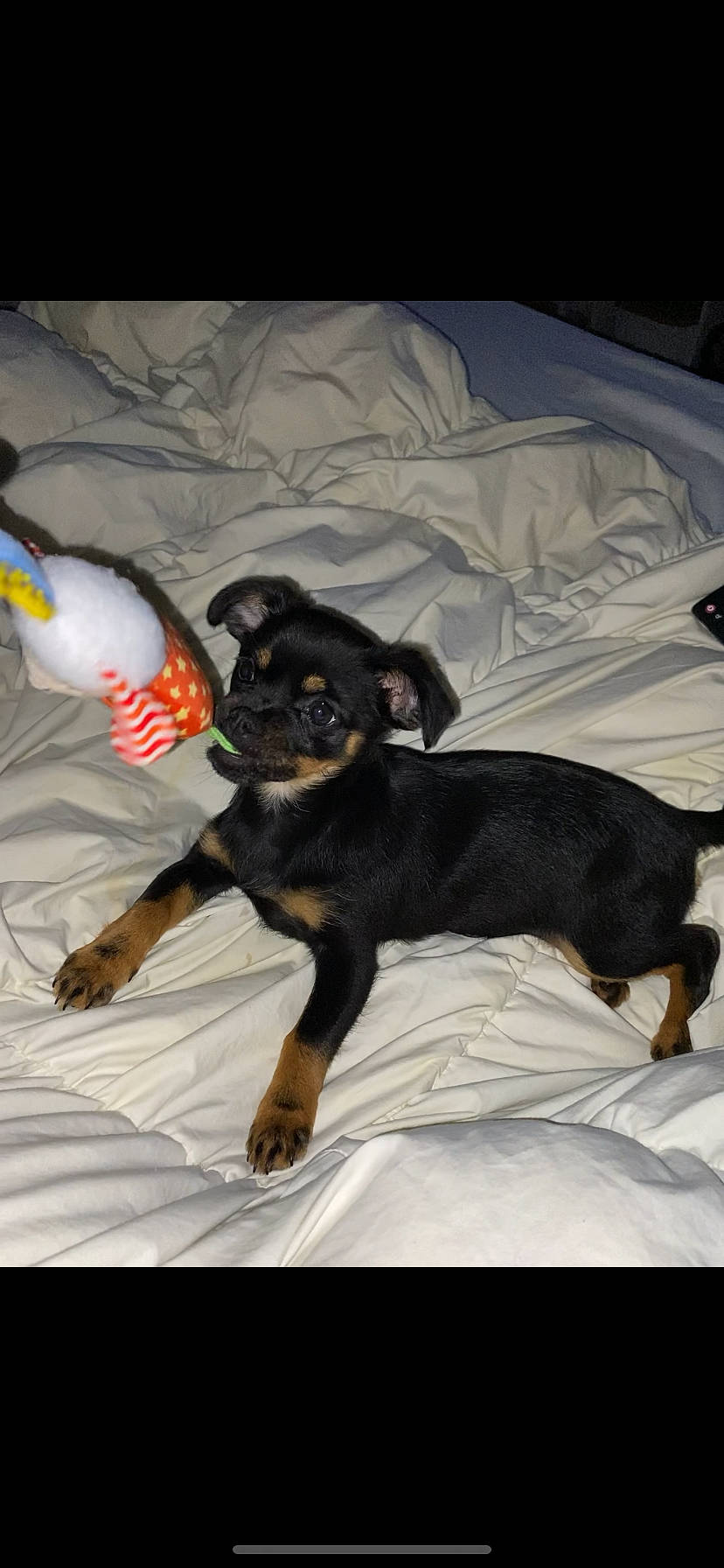 Penny joined the competition — help win amazing prizes! bed, canidae, carnivore, comfort, companion_dog, couch, dog, dog_breed, fawn, felidae, grey, linens, paw, pinscher, snout, sporting_group, tail, toy_dog, whiskers, working_animal