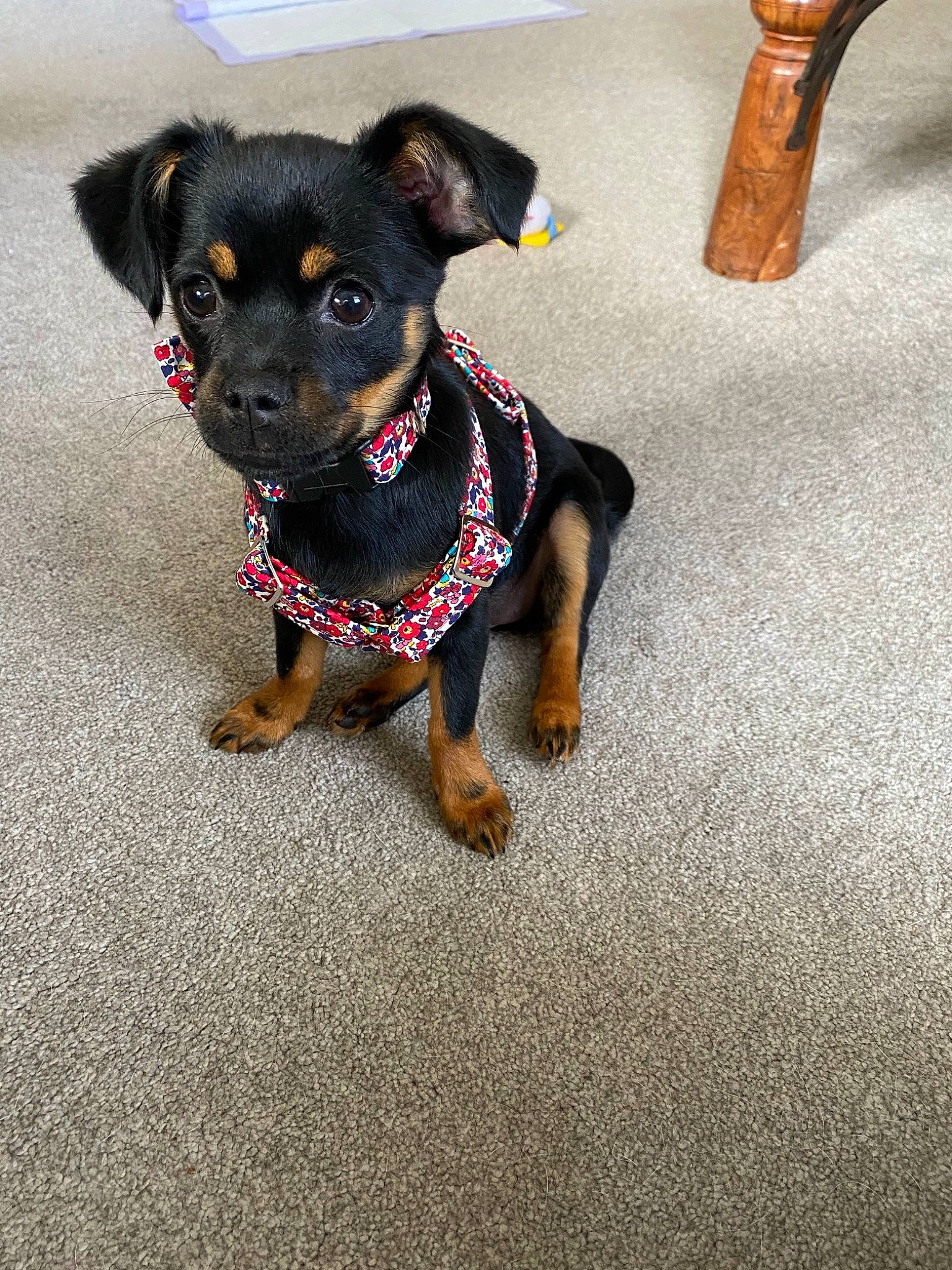 Penny joined the competition — help win amazing prizes! canidae, carnivore, chihuahua, collar, companion_dog, dog, dog_breed, dog_collar, dog_supply, fashion_accessory, fawn, fur, leash, musical_instrument, paw, pet_supply, sporting_group, tail, toy_dog, working_animal