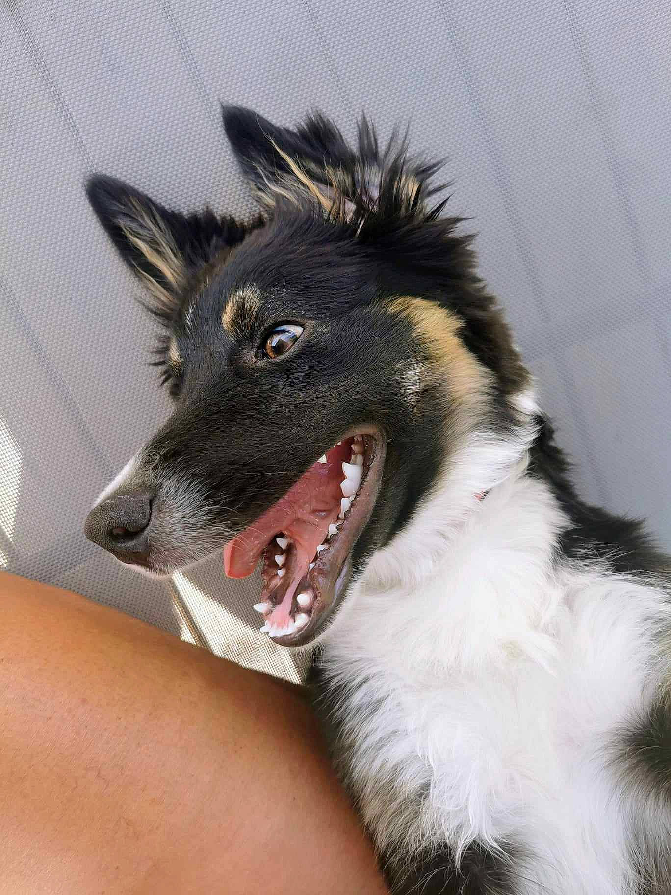 Tobby a rejoint le concours — aidez-le/la à gagner de superbes lots ! canidae, carnivore, claw, collar, companion_dog, dog, dog_breed, dog_collar, dog_supply, ear, fang, fur, jaw, shout, snout, sporting_group, tooth, whiskers, working_animal, working_dog