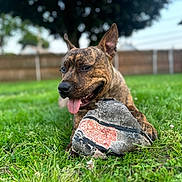 Chuky is registered to the contest to win money with this photo: animal, basketball, brindle, canine, closeup, daylight, dog, fence, grass, happy, nature, outdoor, pet, playful, resting, summer, tongue_out, toy, tree, yard