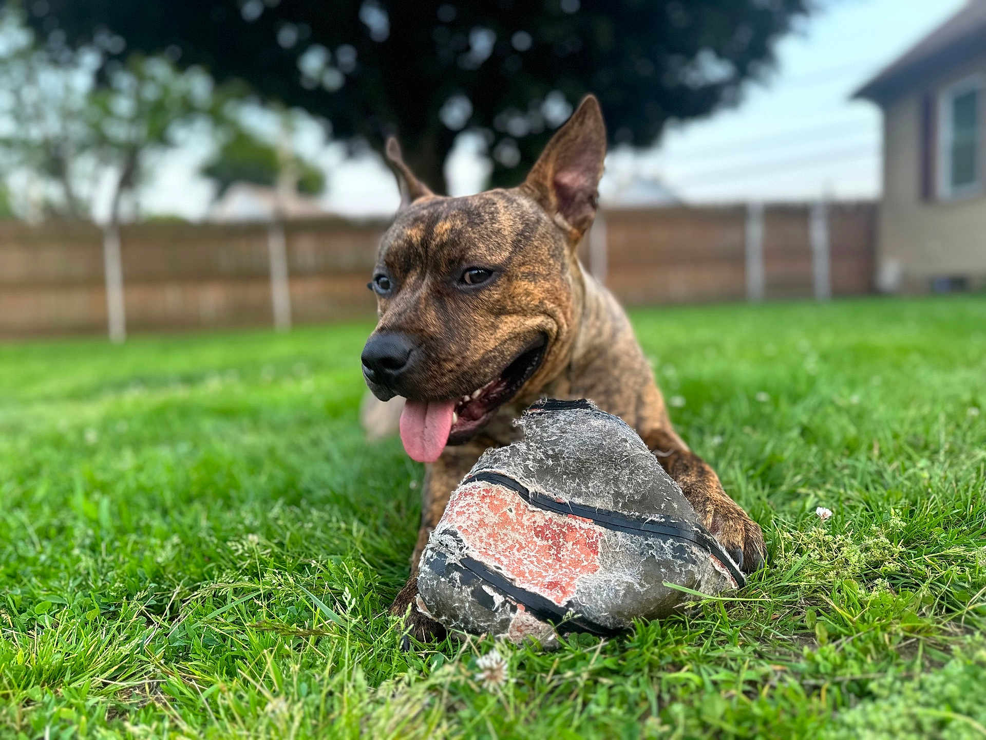 Chuky is registered to the contest to win money with this photo: animal, basketball, brindle, canine, closeup, daylight, dog, fence, grass, happy, nature, outdoor, pet, playful, resting, summer, tongue_out, toy, tree, yard