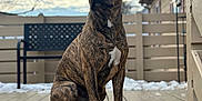 Chuky is registered to the contest to win money with this photo: animal, bench, brindle, calm, canine, daytime, dog, fence, house, outdoor, pet, porch, quiet, sitting, sky, snow, tree, watchful, winter, wooden_deck