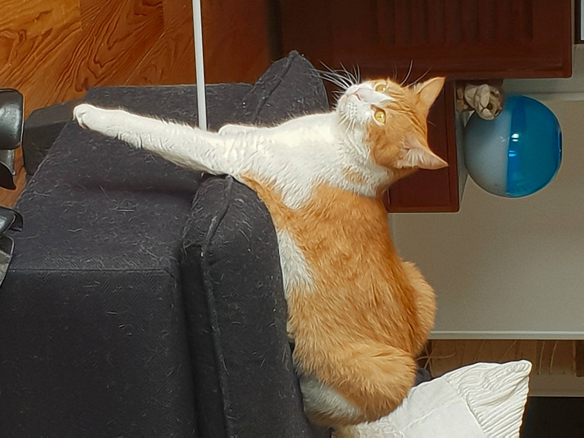 Gizmo a rejoint le concours — aidez-le/la à gagner de superbes lots ! bookcase, carnivore, cat, chair, comfort, couch, domestic_short_haired_cat, fawn, felidae, fur, linens, paw, room, shelf, shelving, small_to_medium_sized_cats, tail, whiskers, window, wood