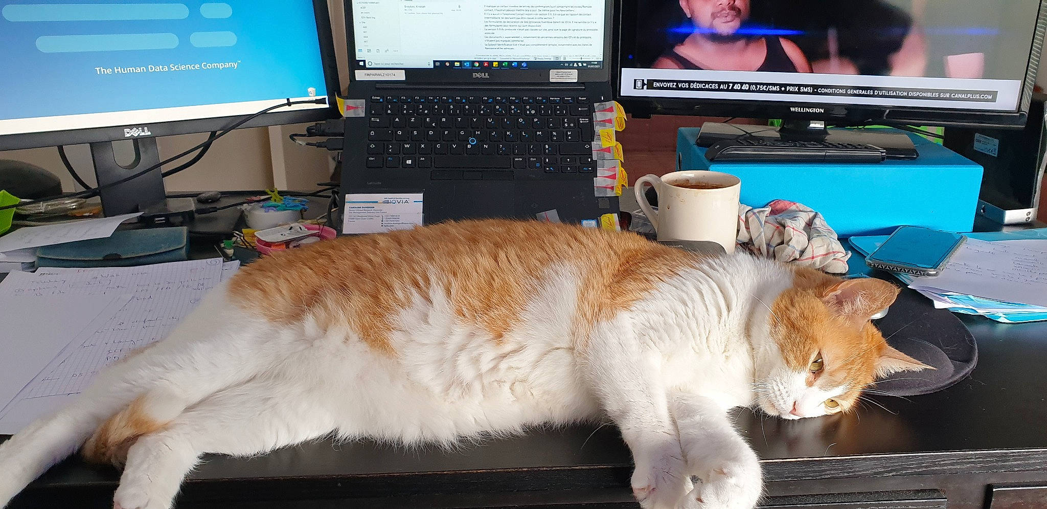 Gizmo participe au concours pour gagner de l'argent avec cette photo : carnivore, cat, comfort, companion_dog, computer, desk, desktop_computer, fawn, felidae, input_device, lap, laptop, output_device, peripheral, personal_computer, small_to_medium_sized_cats, space_bar, tail, touchpad, whiskers