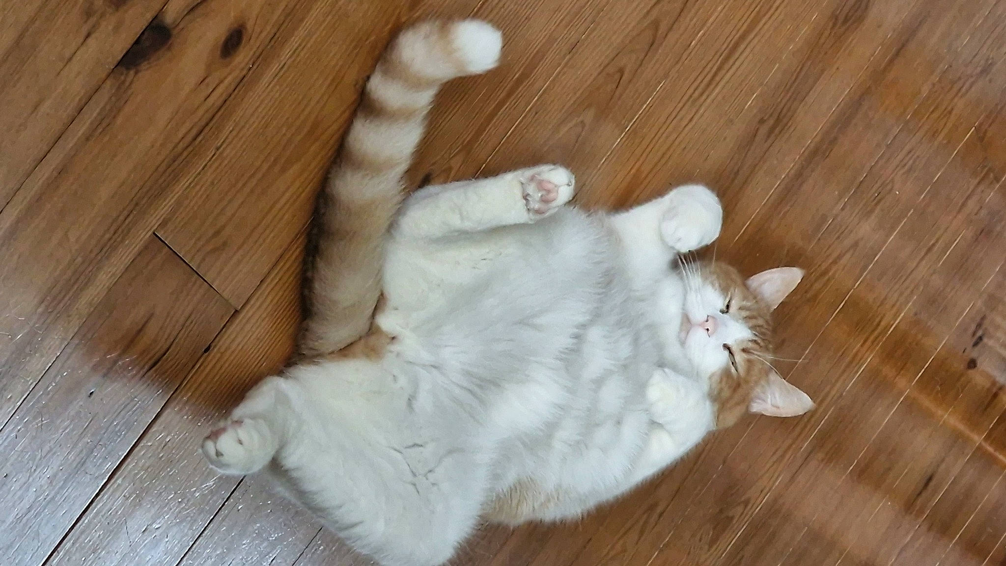 Gizmo participe au concours pour gagner de l'argent avec cette photo : carnivore, cat, claw, comfort, companion_dog, dog_breed, domestic_short_haired_cat, felidae, flooring, foot, fur, hardwood, paw, small_to_medium_sized_cats, snout, tail, whiskers, wood, wood_flooring, wood_stain