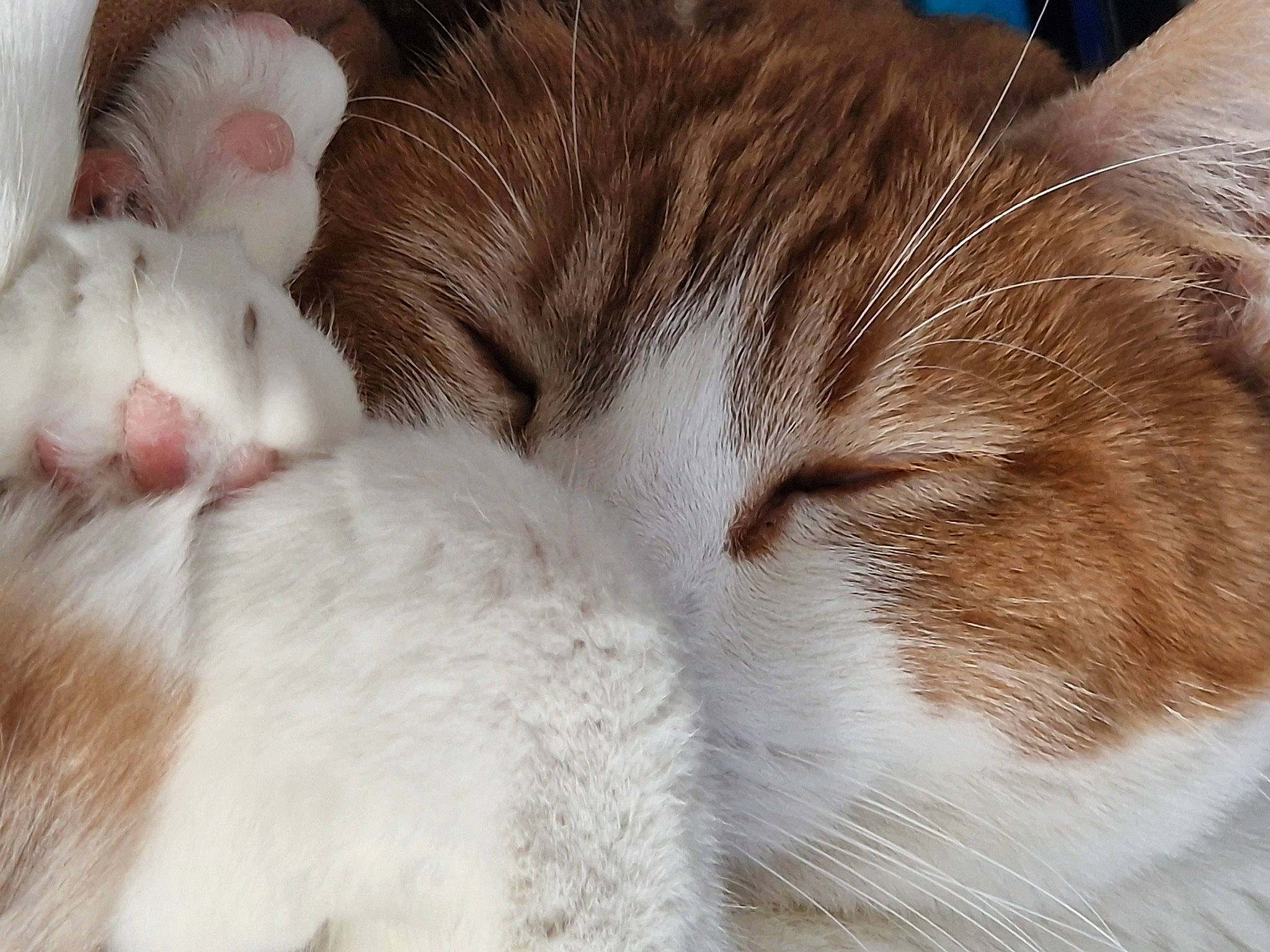 Gizmo a rejoint le concours — aidez-le/la à gagner de superbes lots ! carnivore, cat, claw, close_up, comfort, domestic_short_haired_cat, felidae, fur, nap, paw, sleep, small_to_medium_sized_cats, snout, tail, terrestrial_animal, whiskers