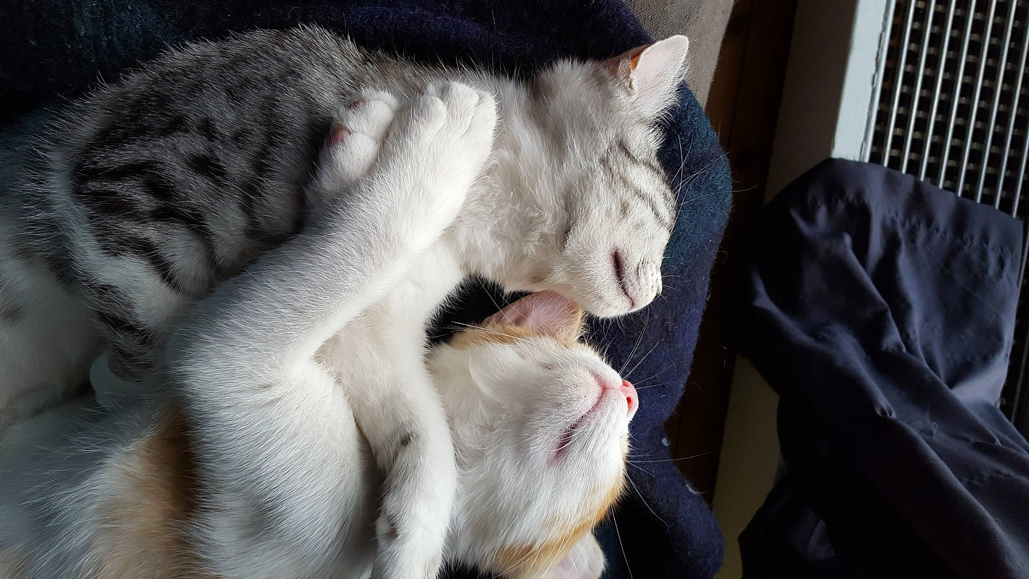 Mauricette a rejoint le concours — aidez-le/la à gagner de superbes lots ! carnivore, cat, cat_supply, claw, comfort, domestic_short_haired_cat, fang, felidae, fur, grey, linens, nap, paw, sleep, small_to_medium_sized_cats, snout, tail, terrestrial_animal, whiskers, window