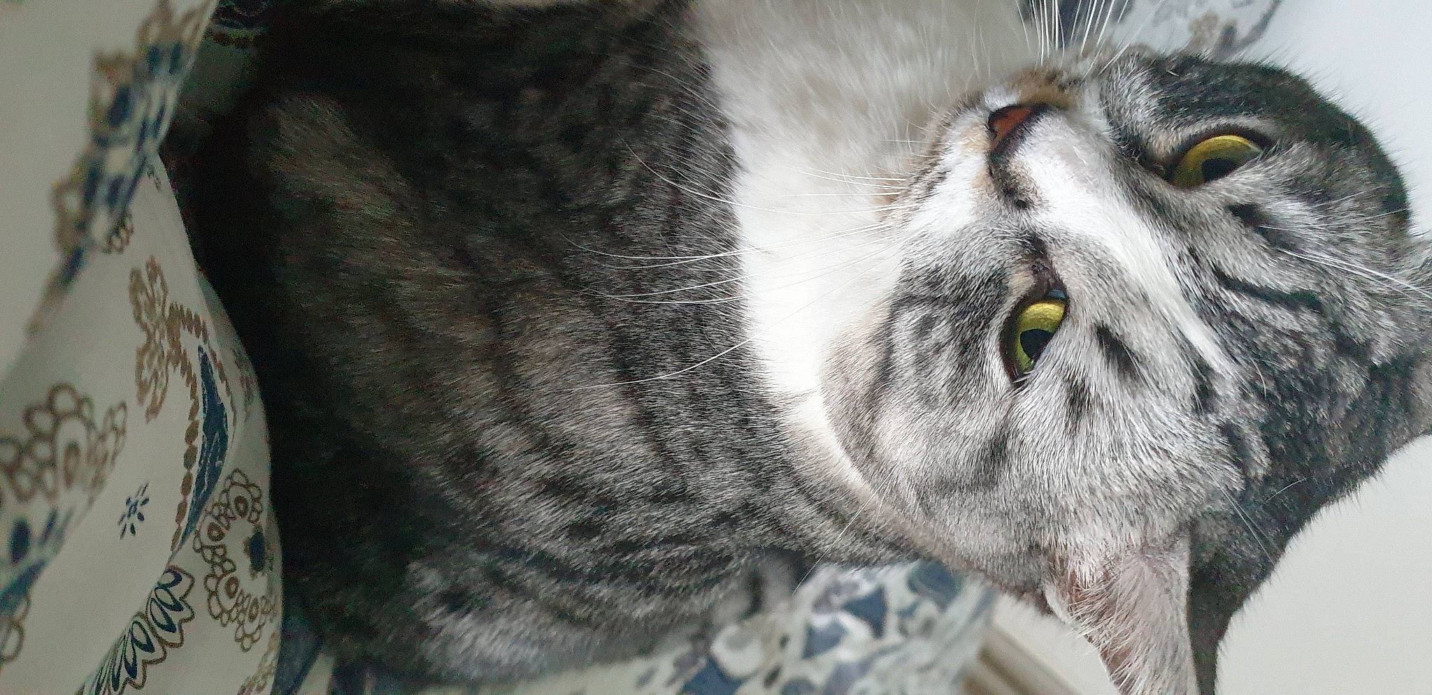 Mauricette participe au concours pour gagner de l'argent avec cette photo : art, big_cats, carnivore, cat, domestic_short_haired_cat, eye, felidae, fur, grass, grey, head, monochrome_photography, pattern, small_to_medium_sized_cats, snout, terrestrial_animal, visual_arts, whiskers, wildlife, wrinkle