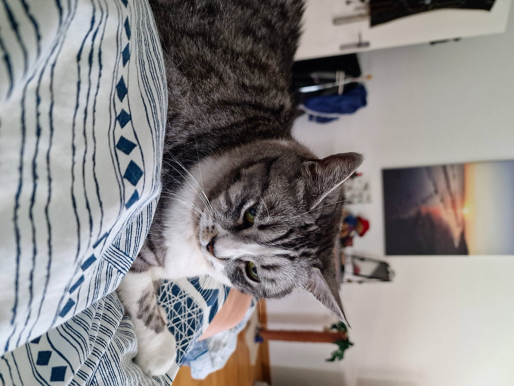 Mauricette participe au concours pour gagner de l'argent avec cette photo : carnivore, cat, claw, comfort, domestic_short_haired_cat, electric_blue, felidae, fur, grey, pattern, sitting, small_to_medium_sized_cats, snout, tail, tree, whiskers