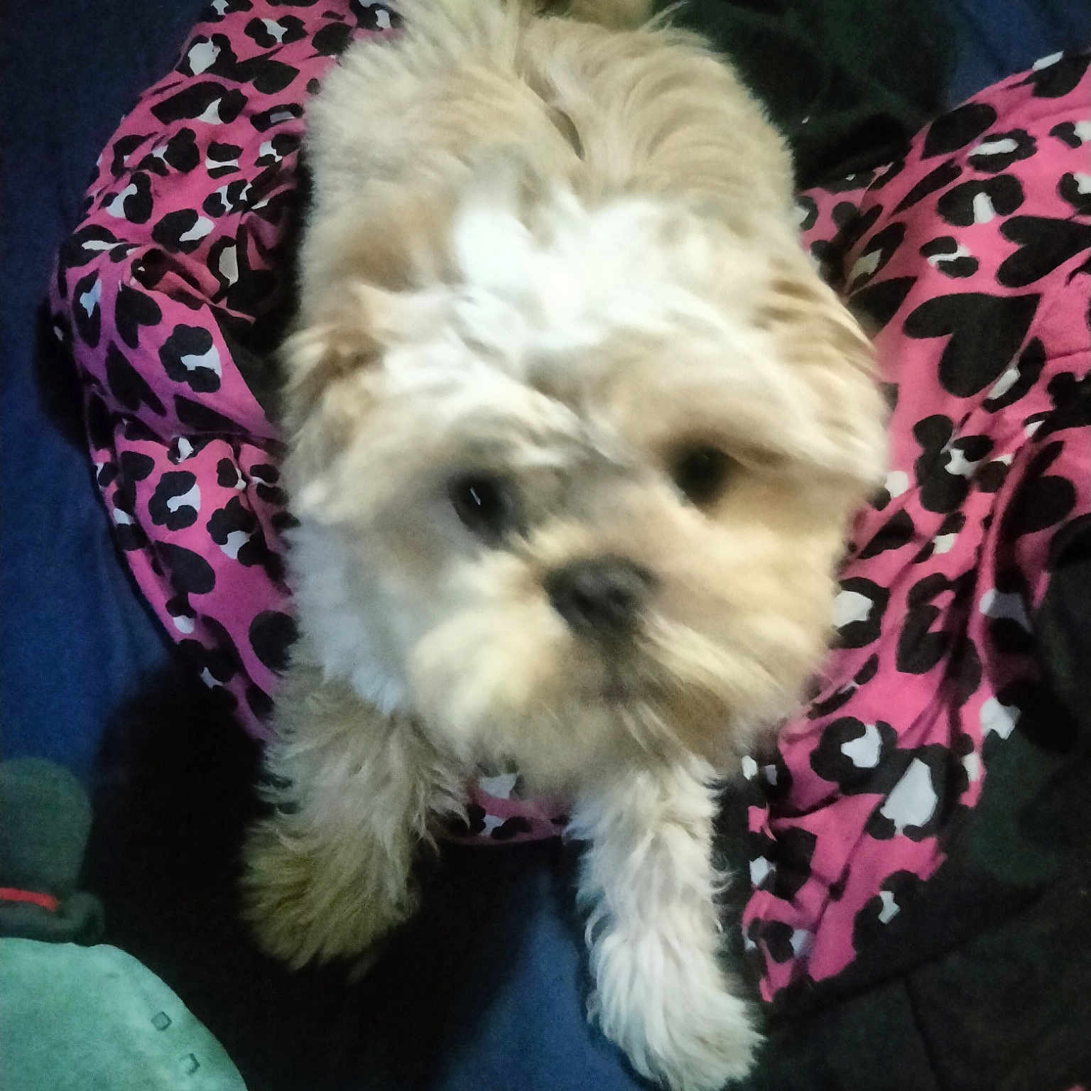 Teddy