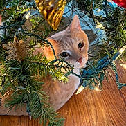 Oscar joined the competition — help win amazing prizes! animal, cat, christmas_tree, closeup, cozy, curious, cute, decorations, ears, feline, festive, greenery, holiday, indoor, lights, ornament, pet, playful, whiskers, wood_floor