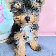 Roméo a rejoint le concours — aidez-le/la à gagner de superbes lots ! affenpinscher, airedale, animal, canine, cat, cockerspaniel, dog, kitten, papillon, pet, poodle, puppy, terrier, whitedog