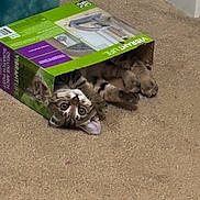 Milo joined the competition — help win amazing prizes! animal, box, cardboard_box, carpet, cat, curious, cute, domestic_animal, feline, fur, home, indoor, mammal, paws, pet, playful, relaxed, resting, tabby_cat, wide_eyes