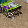 animal, box, cardboard_box, carpet, cat, curious, cute, domestic_animal, feline, fur, home, indoor, mammal, paws, pet, playful, relaxed, resting, tabby_cat, wide_eyes