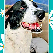 Leia is registered to the contest to win money with this photo: dog, black_and_white, smiling, indoor, bed, pillow, hand, portrait, close_up, happy, pet, animal, cute, friendly, canine, fur, ears, tongue, teeth, background